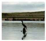 old wreck at Warkworth harbour 