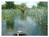 Reed Beds 