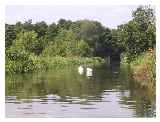 Swans approaching Send Church Footbridge 