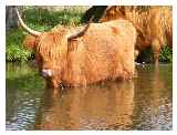 Highland Cattle at St Catherines Lock