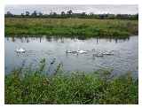 Swans on the River Trent © Colin Day 