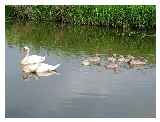 Swans and their young © Brian at www.wiganworld.co.uk